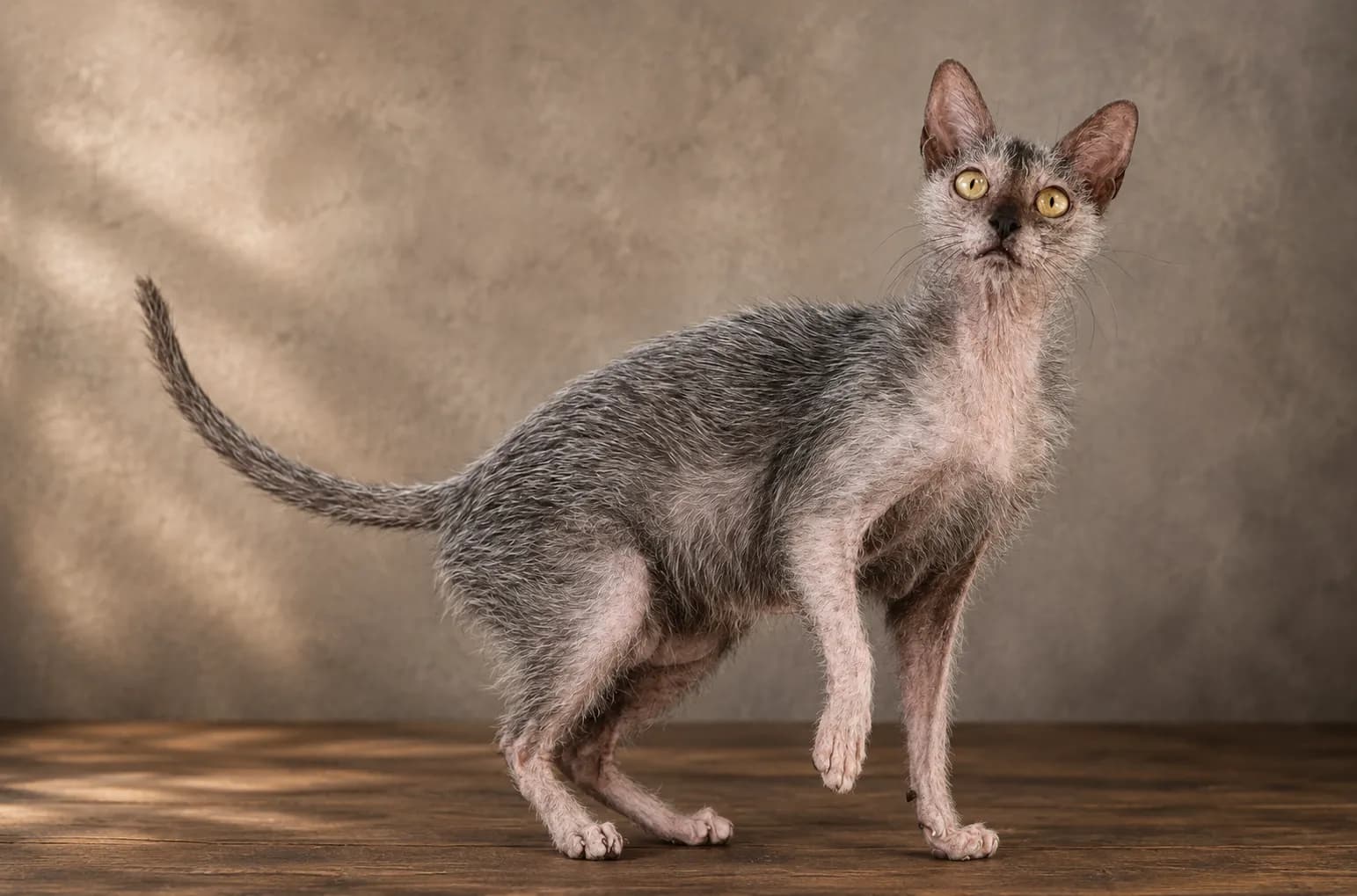 Lykoi cat
