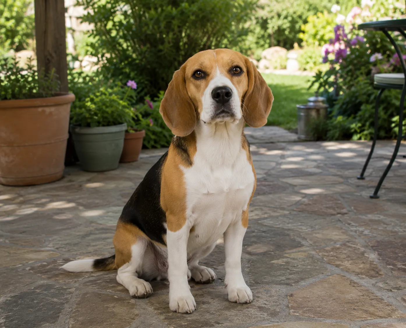 Beagle (13–15 Inches) dog