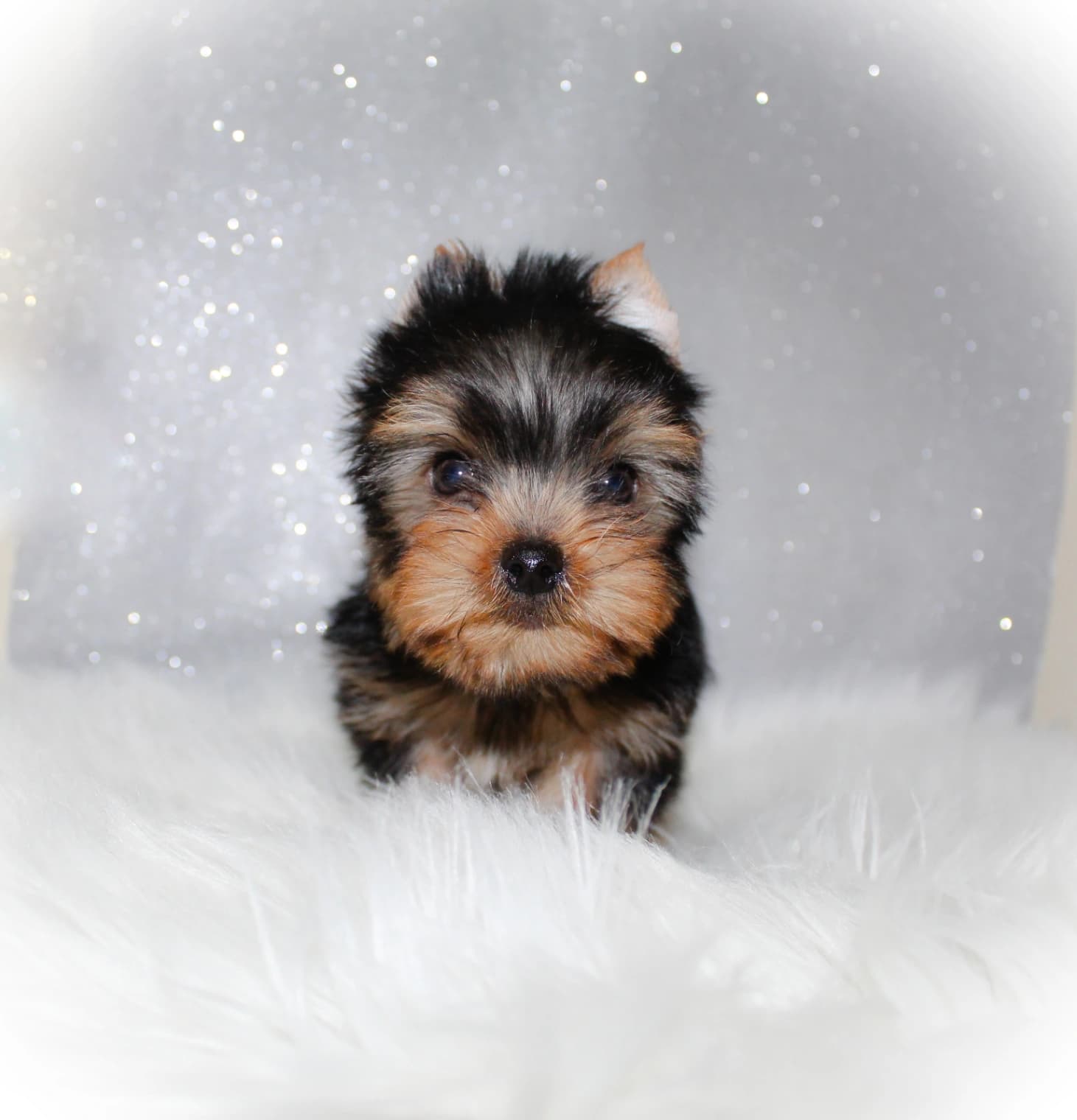 Yorkshire Terrier puppies